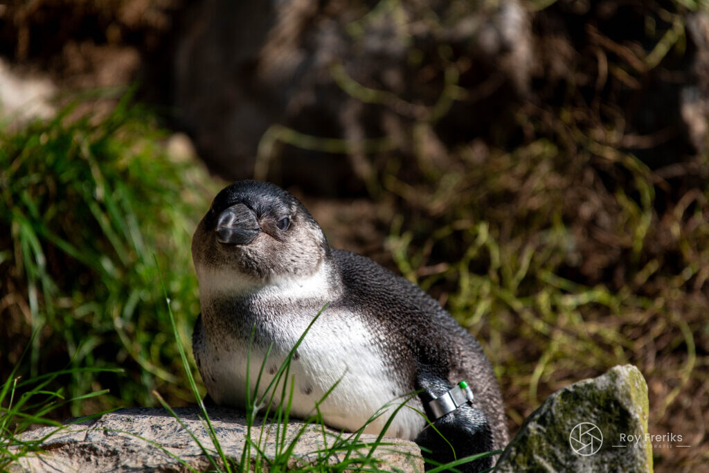 Pinguïn op een rots in het licht
