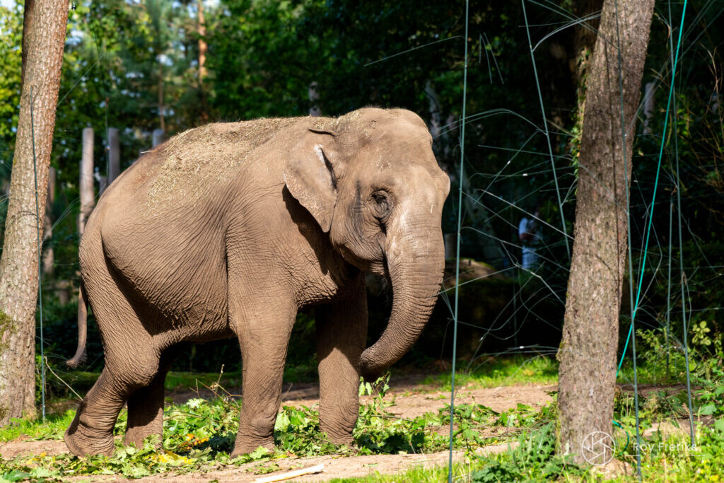 Olifant loopt tussen de bomen