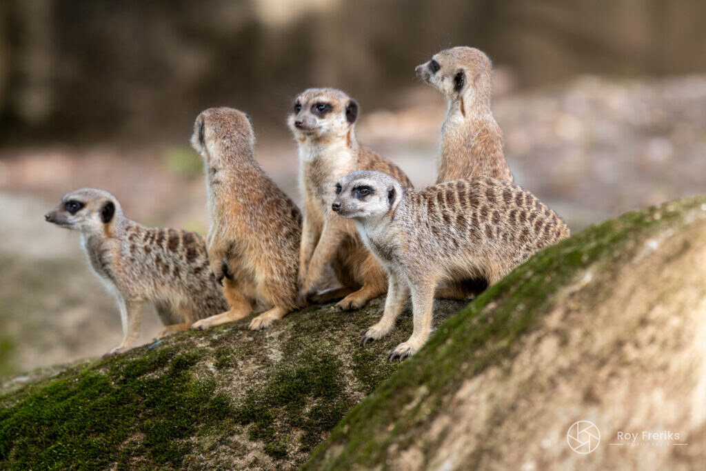 Groep stokstaartjes op een rots