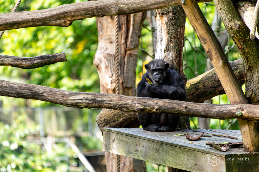 Chimpansee zit op een houten constructie
