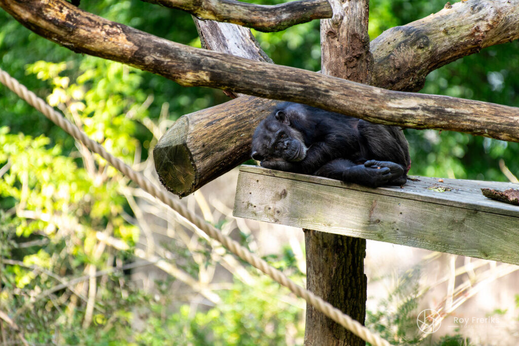 Chimpansee ligt op een plank