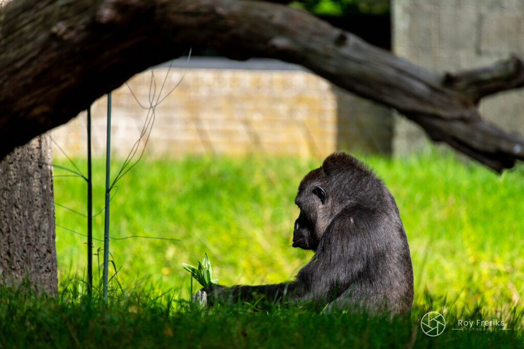 Gorilla zit in het gras onder een boom