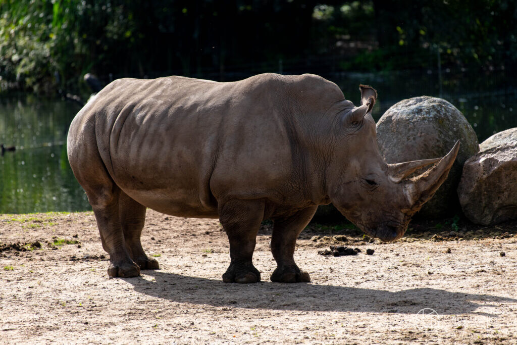 Neushoorn staat bij de rotsen
