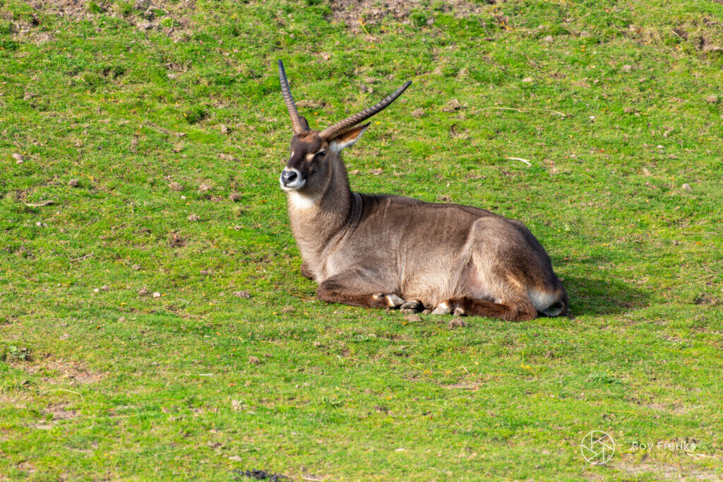 Waterbok met lange hoorns rust in het gras
