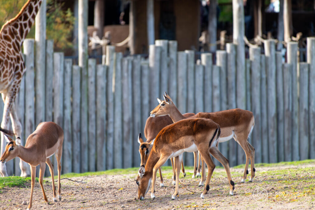Groep impala's bij een houten omheining