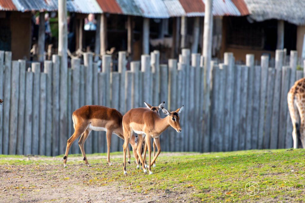 Twee impala's grazen voor een houten schutting