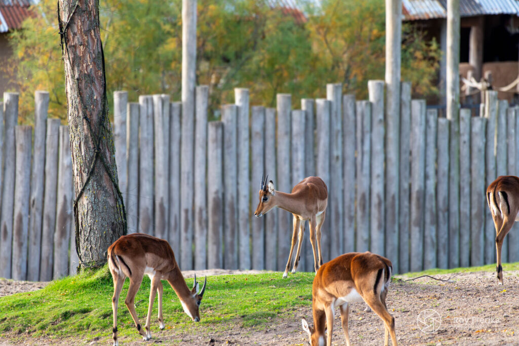 Impala's grazen terwijl een giraf meekijkt