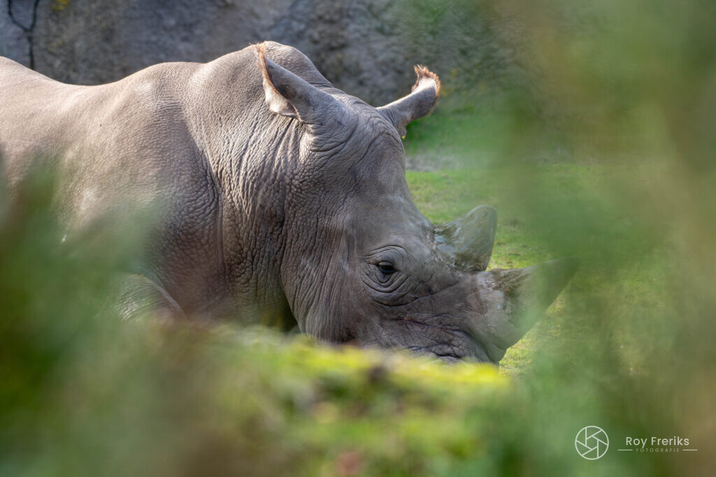 Neushoorn half verscholen achter het groen