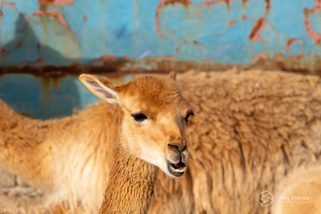 Close-up van een jonge vicuña voor een roestige muur