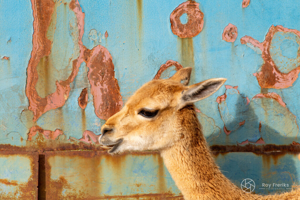 Vicuña in profiel voor een blauwe roestige wand