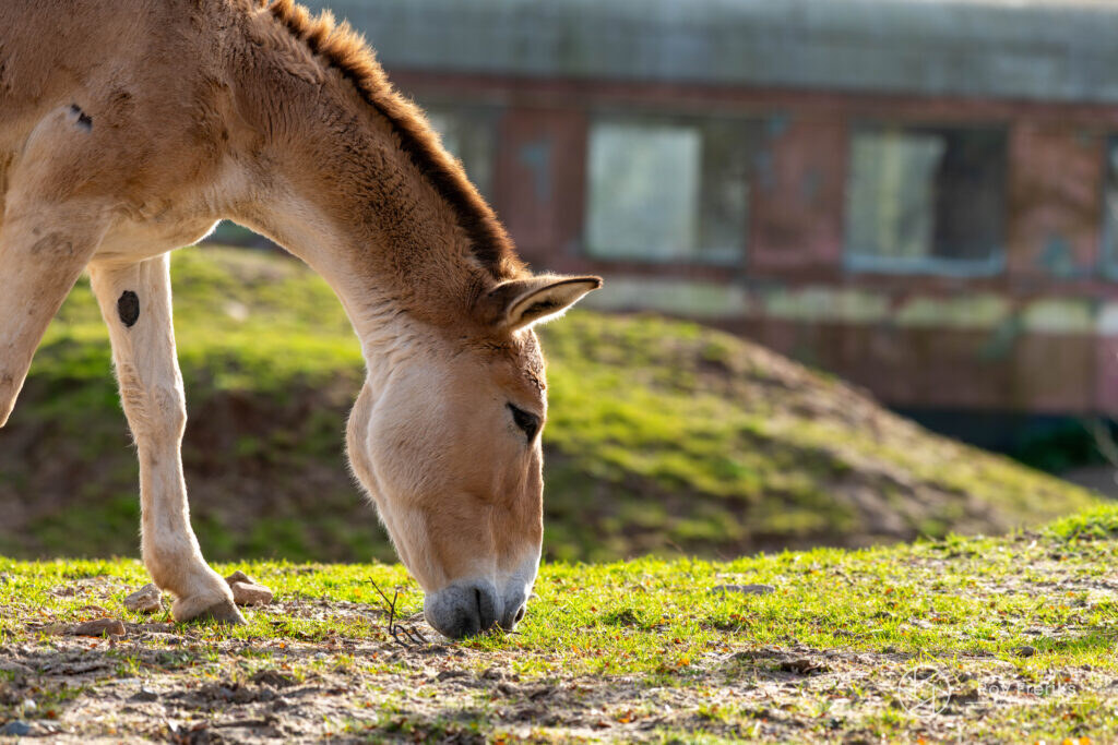 Przewalskipaard graast voor een oude wagon