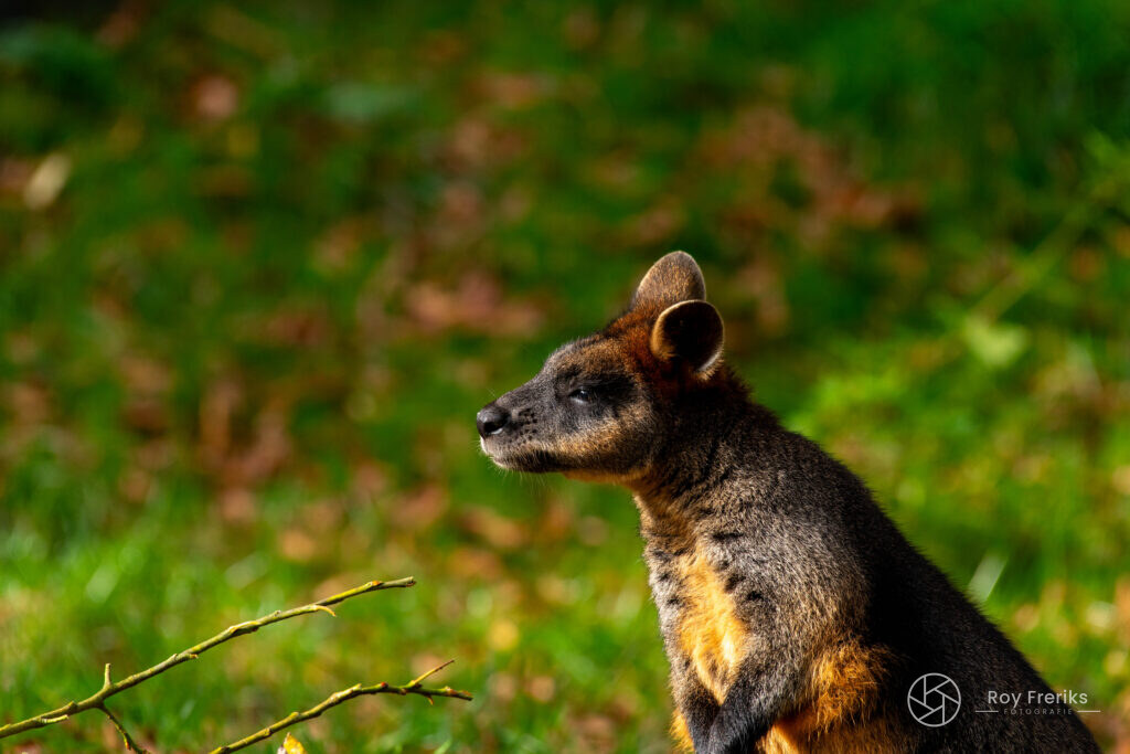 Wallaby zit in het gras