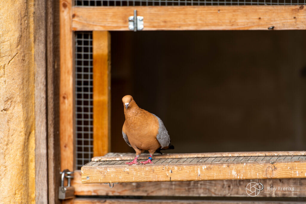 Duif zit in een houten hok