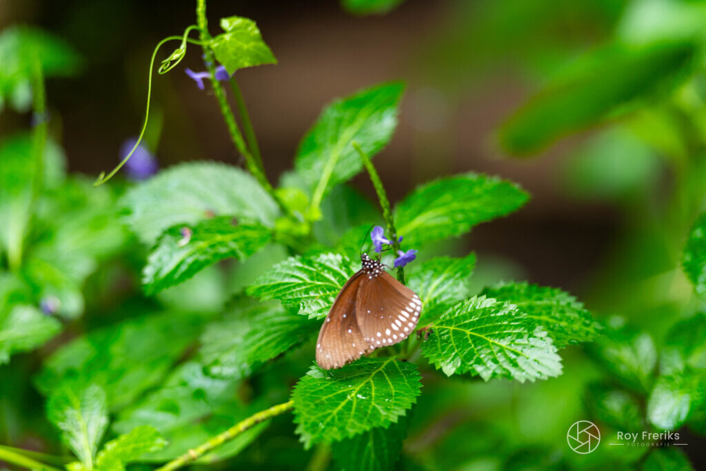 Bruine vlinder op een groen blad