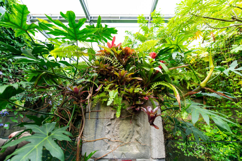 Weelderige tropische planten in de kas