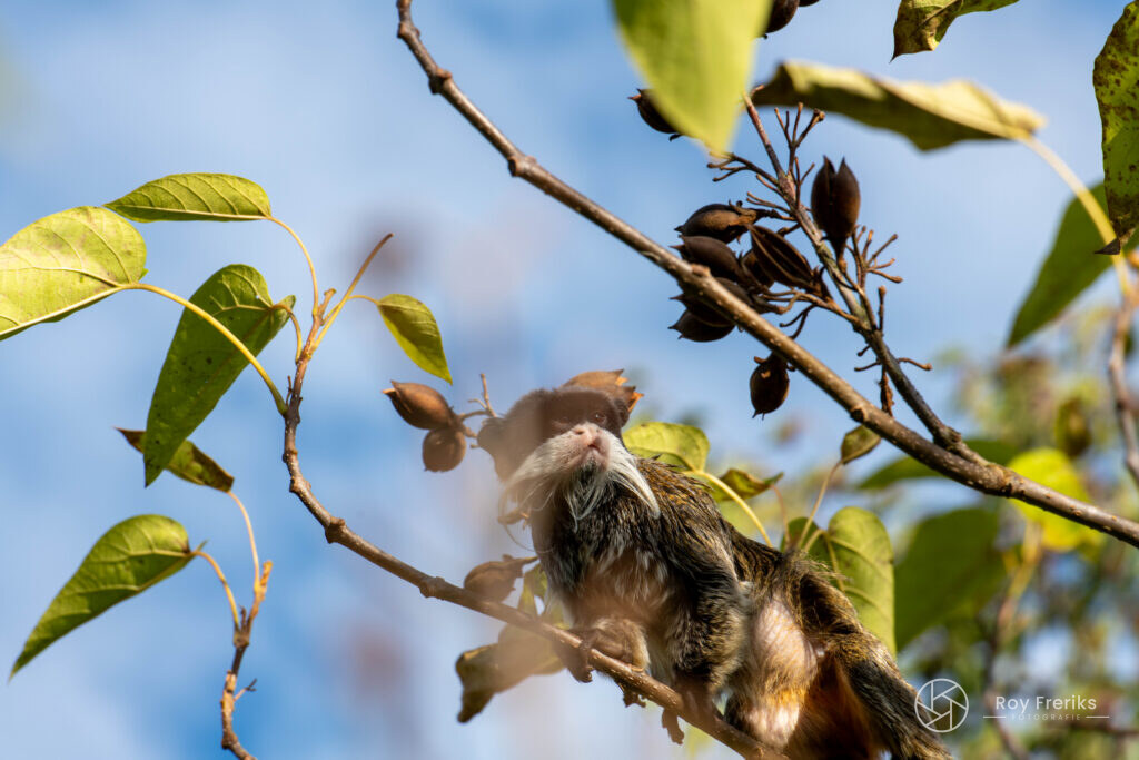 Keizertamarin tussen takken en blauwe lucht