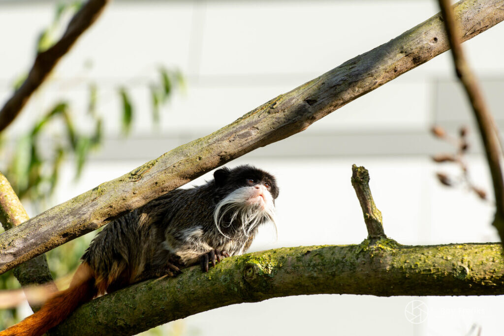Keizertamarin met witte snor op een tak
