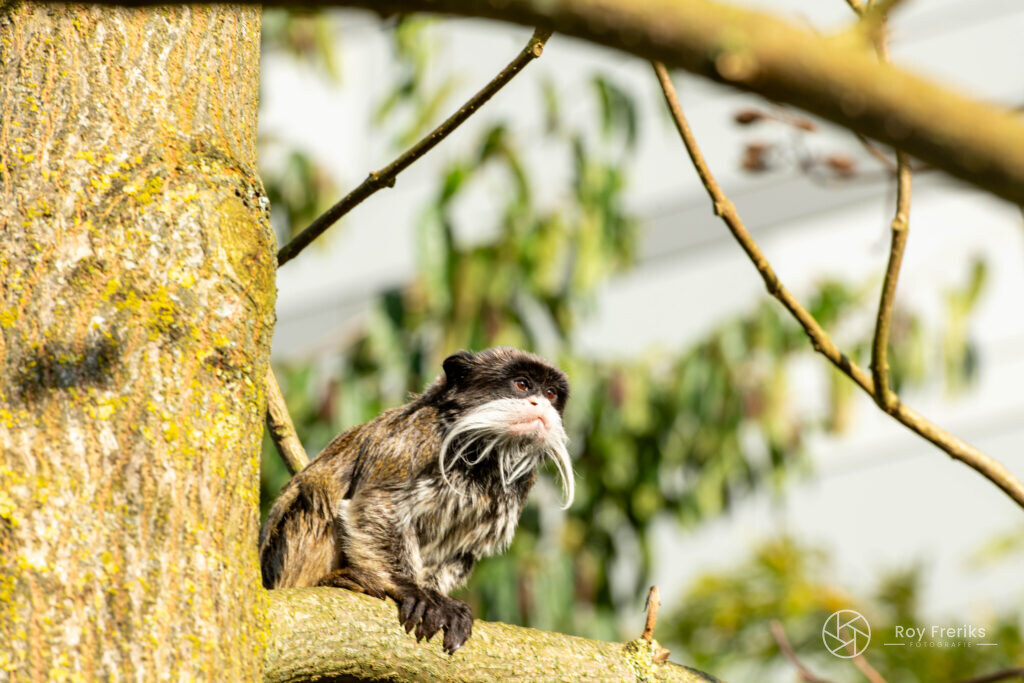 Keizertamarin bij een boomstam