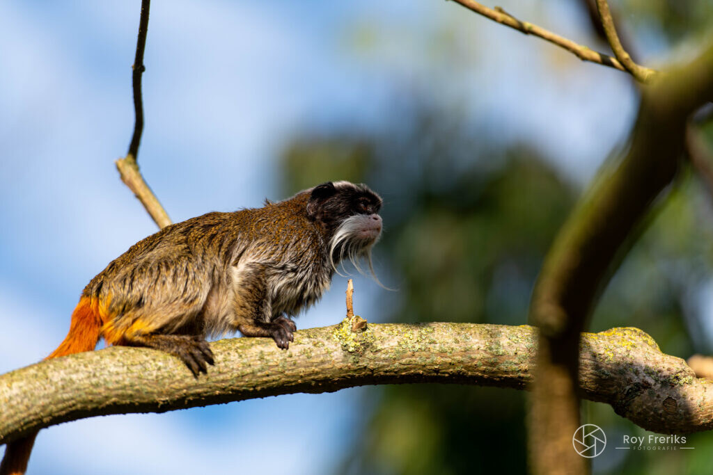Keizertamarin op een tak tegen de lucht