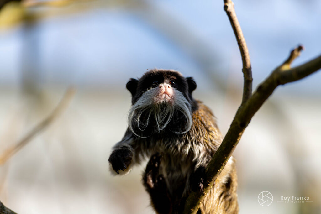 Keizertamarin kijkt recht in de camera
