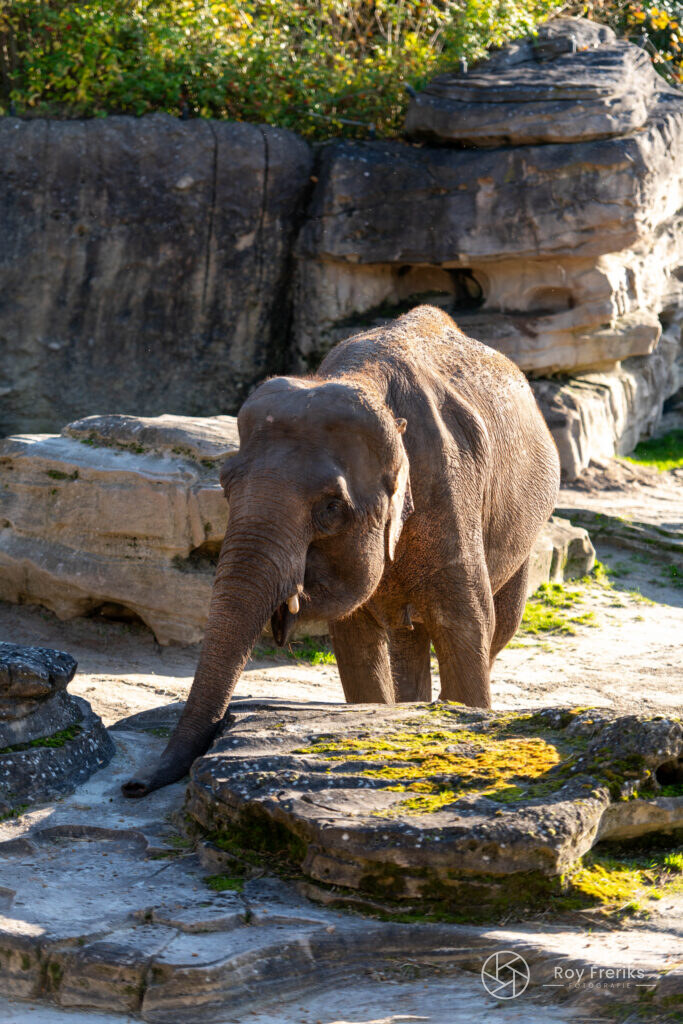 Olifant staat op een rots