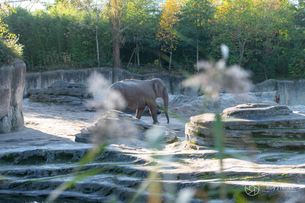 Olifant in de verte achter pluimgras
