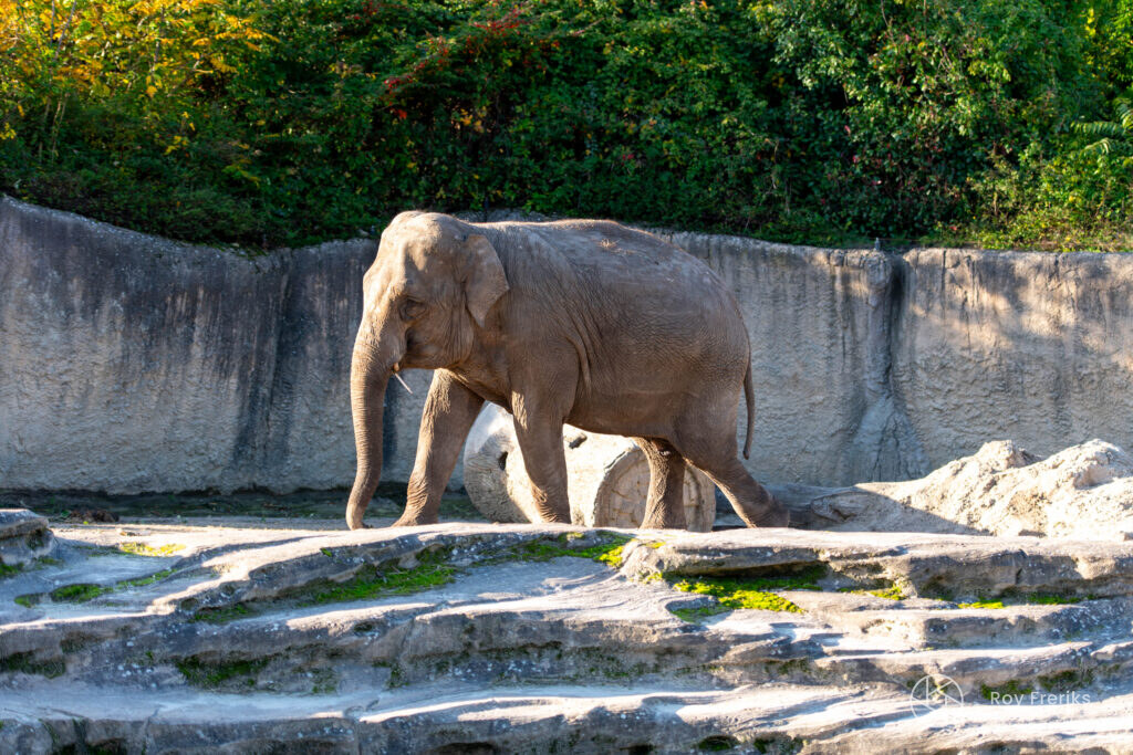 Olifant loopt over de rotsen