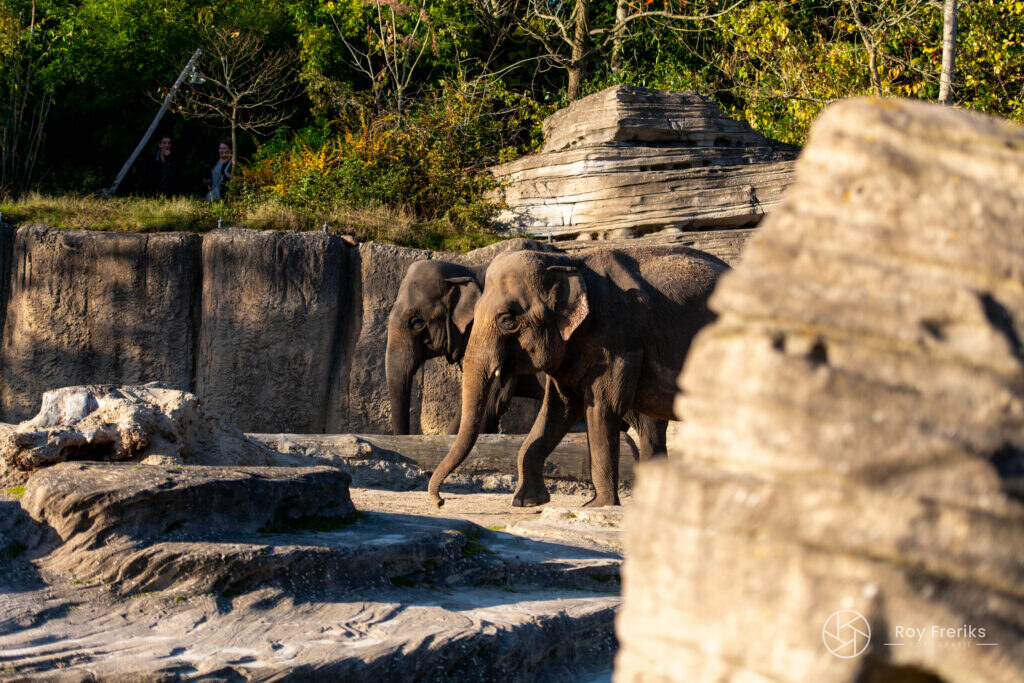Olifant tussen grote rotsblokken