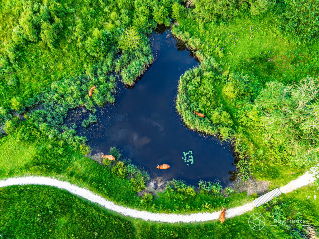 Luchtfoto van een poel met grazende koeien en een wandelpad