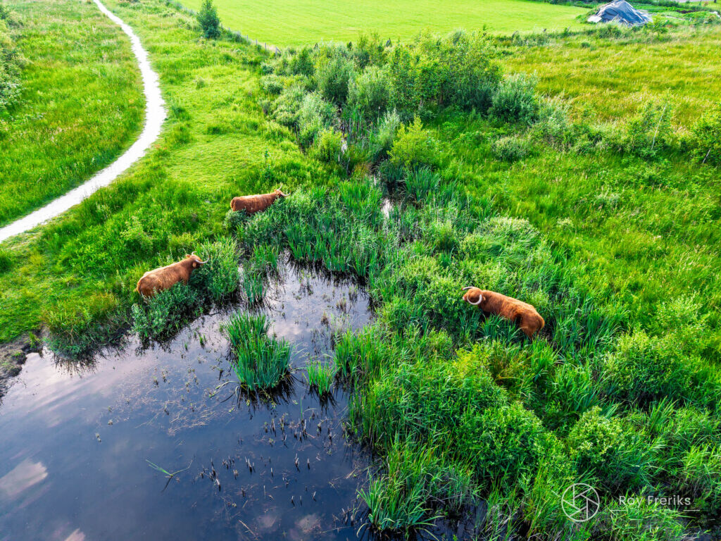 Luchtfoto van Schotse hooglanders bij een poel in het groen