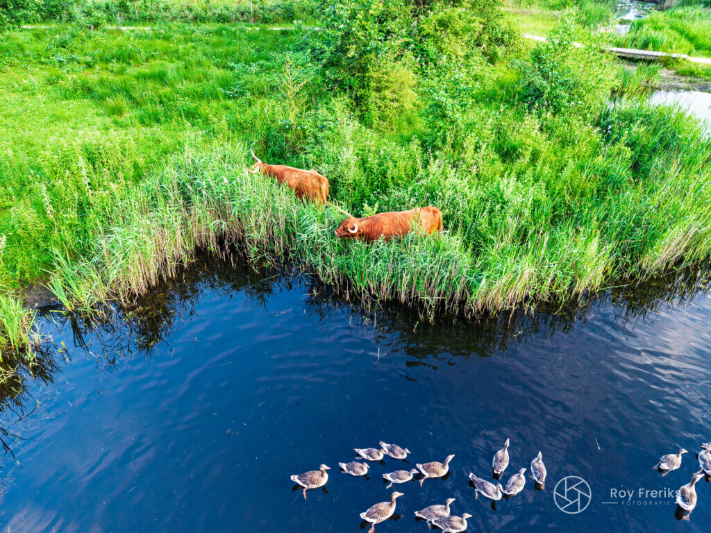 Ganzen zwemmen in de poel terwijl hooglanders in het riet grazen