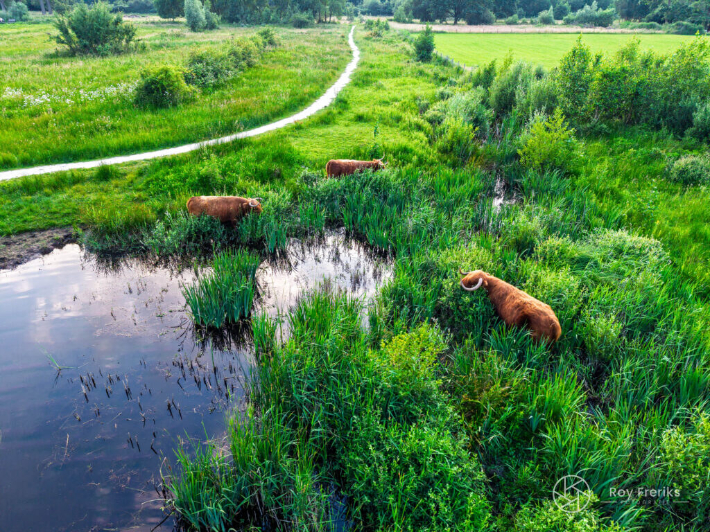 Schotse hooglanders tussen riet en water langs een wandelpad