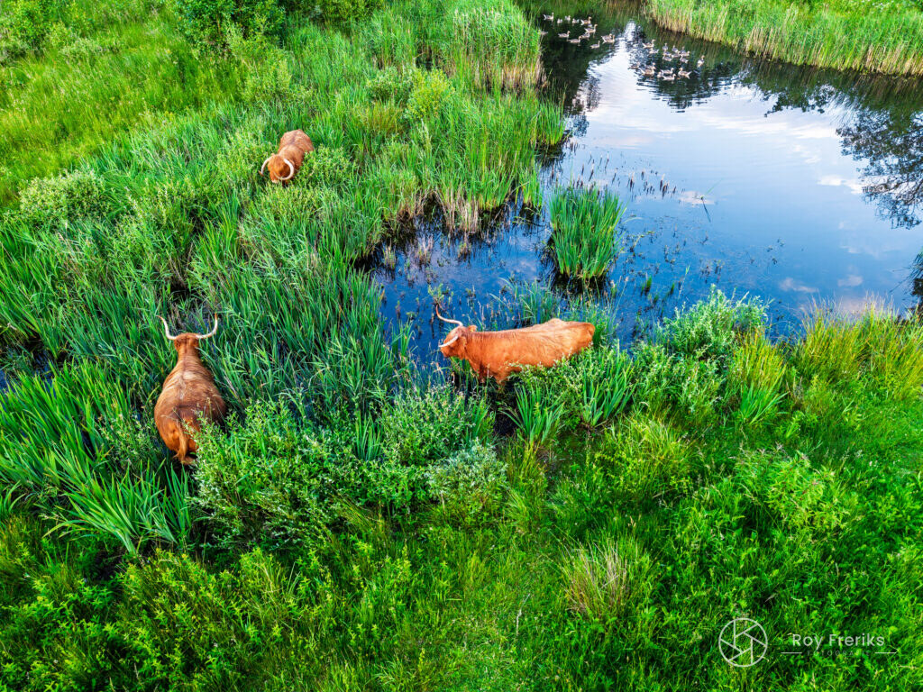 Hooglanders grazend aan de rand van een poel