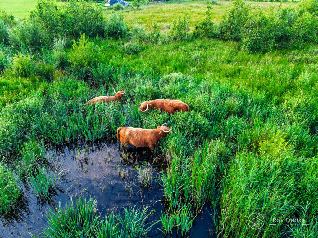 Drie Schotse hooglanders in hoog gras bij het water