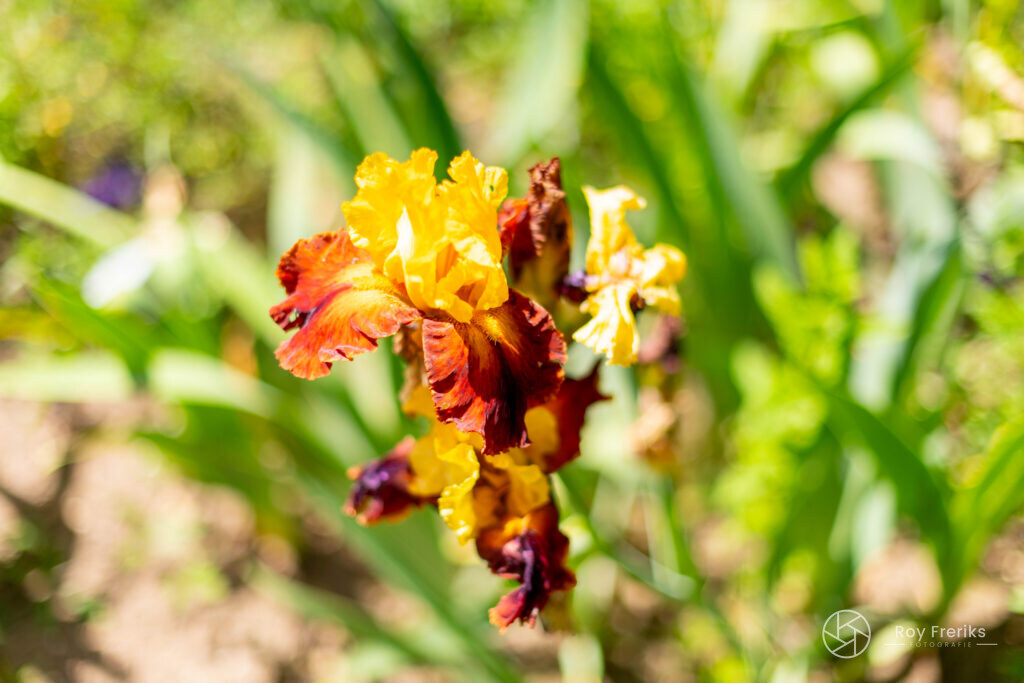 Close-up van een gele en rode iris