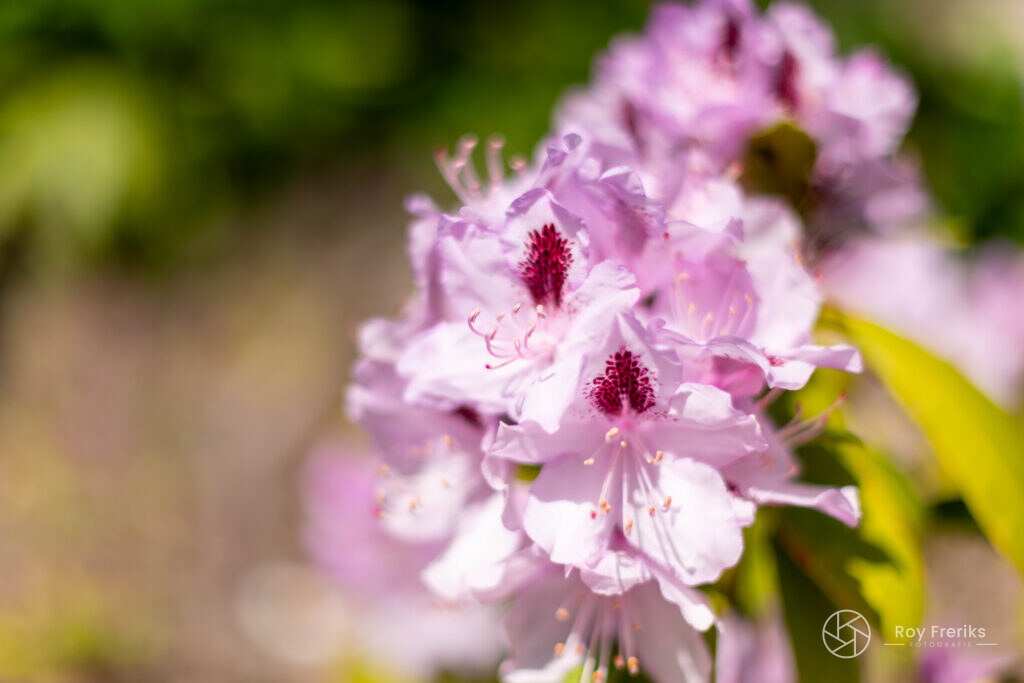 Close-up van een roze rododendron