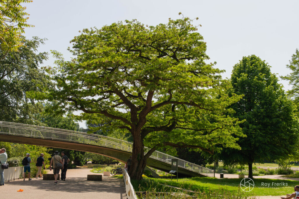 Grote boom bij een voetgangersbrug in het park