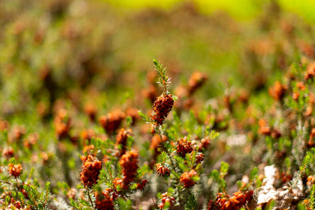 Rode en oranje bloemetjes met ondiepe scherptediepte