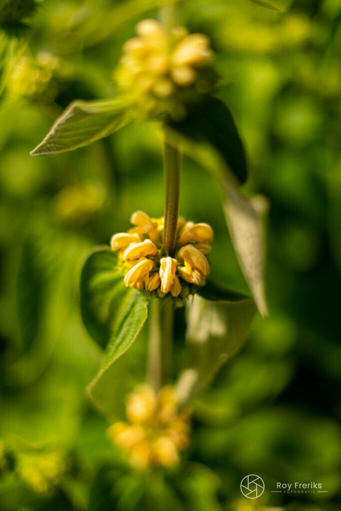Close-up van gele bloemtrossen