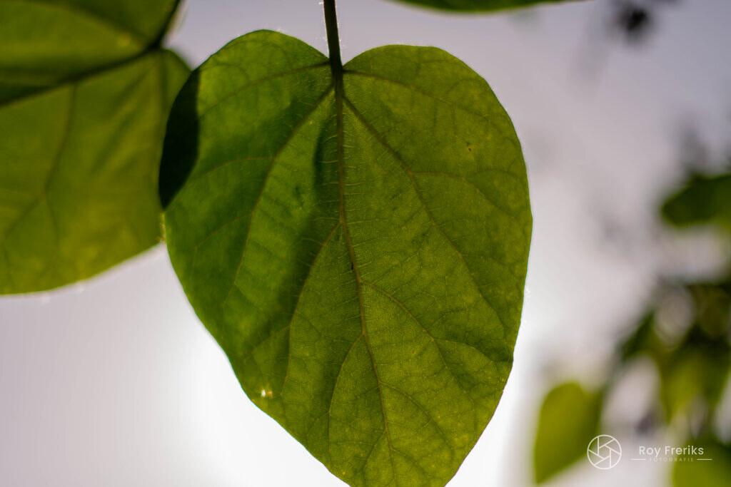 Groen hartvormig blad tegen een lichte achtergrond